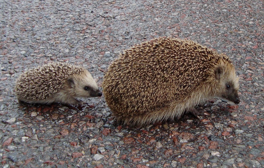 Een mama-egel met een klein egeljong