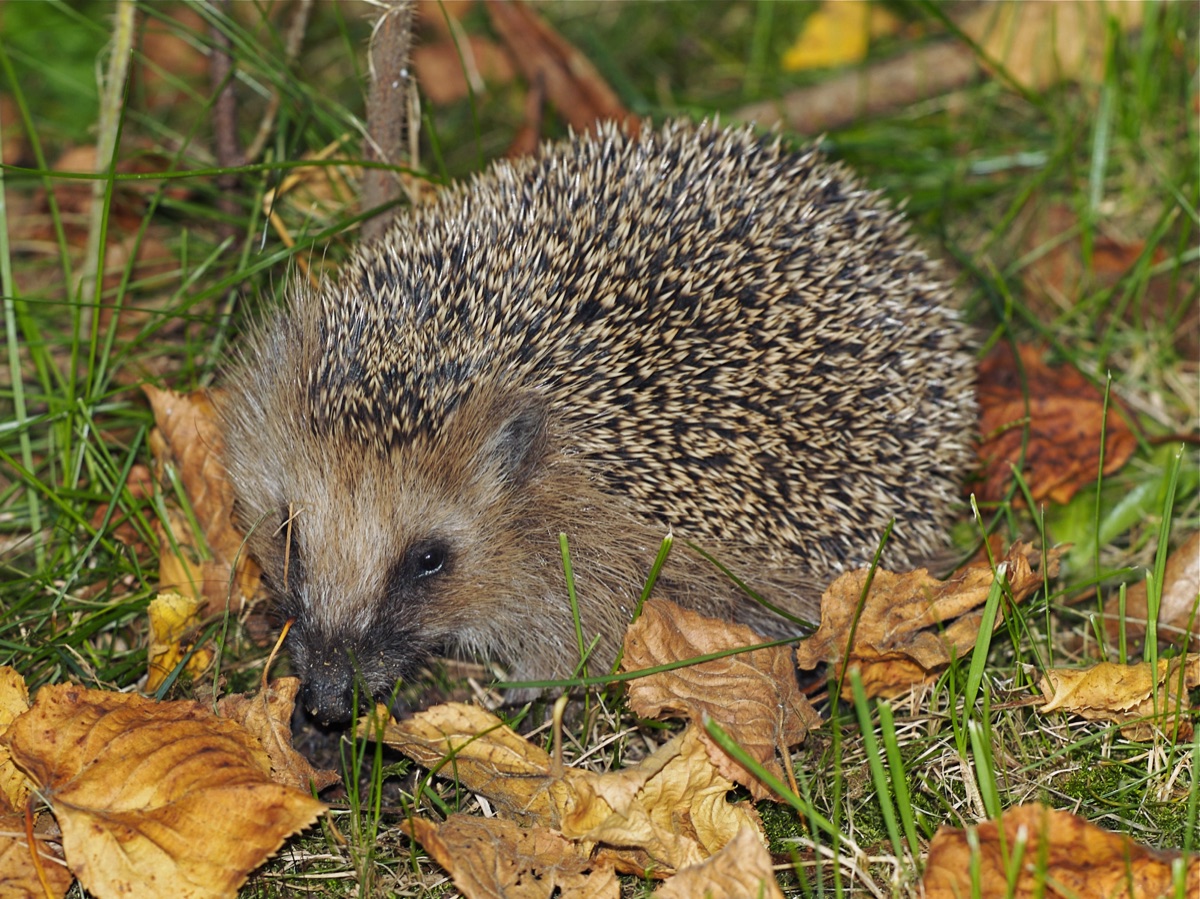 Een echte egel in het gras