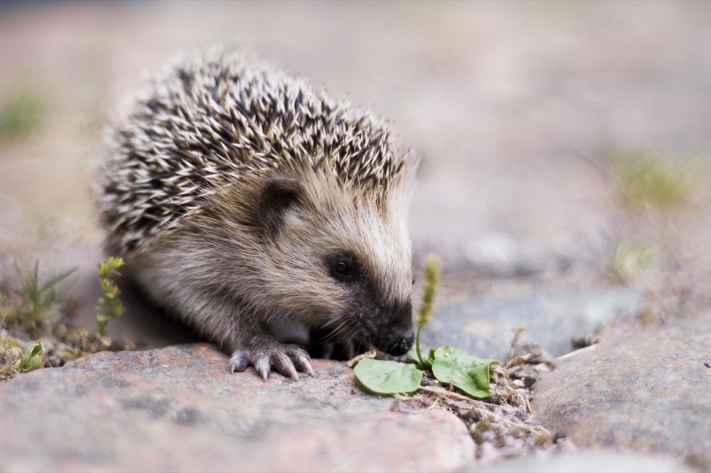 Een jonge egel in het gras