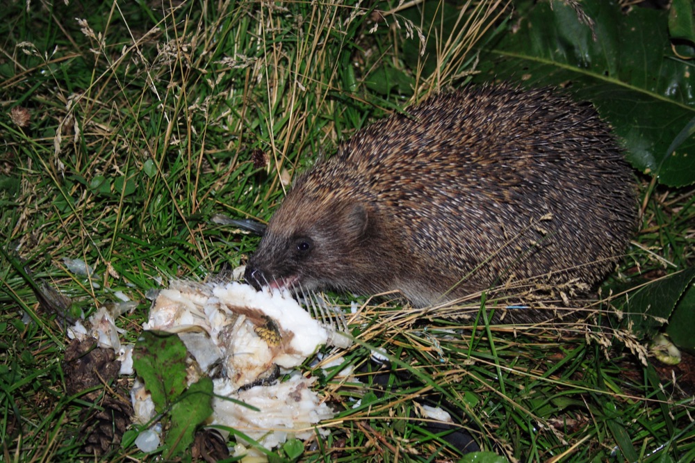 Een egel die smult van iets lekkers