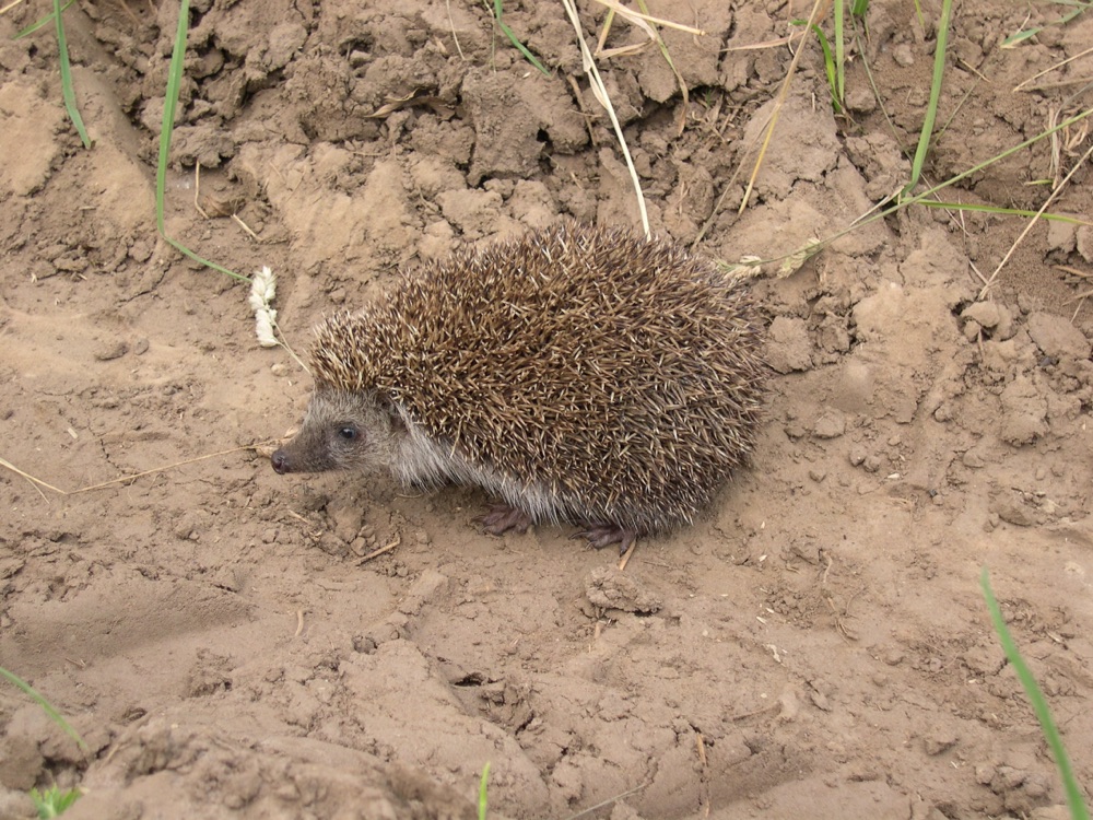 Een egel wandelt over een zandweggetje